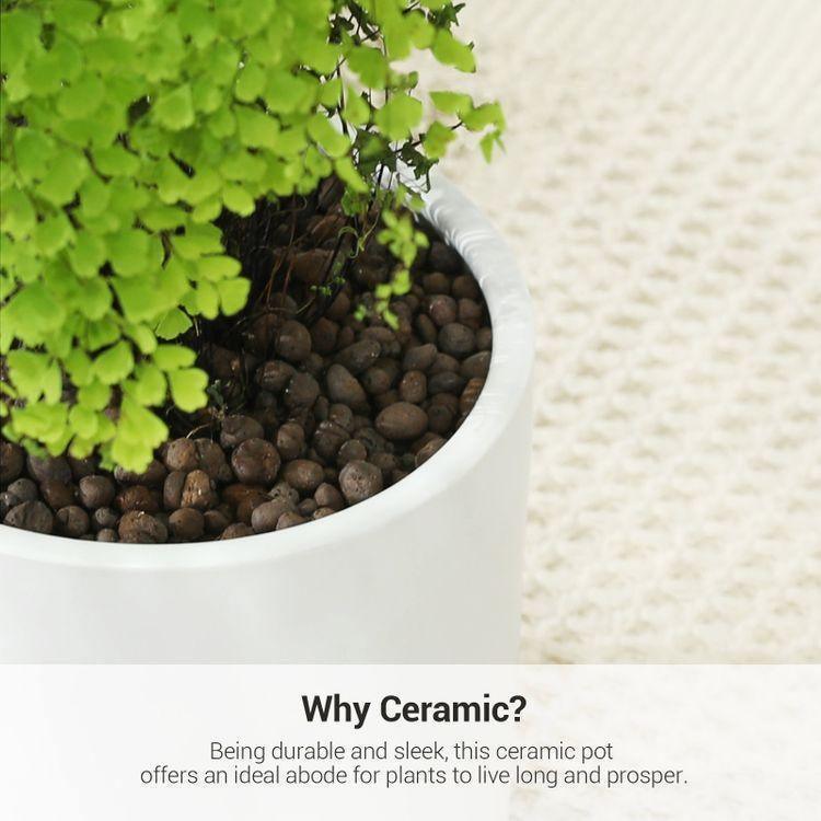 Indoor Plant Pots White FredCo