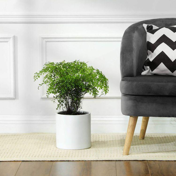 Indoor Plant Pots White FredCo