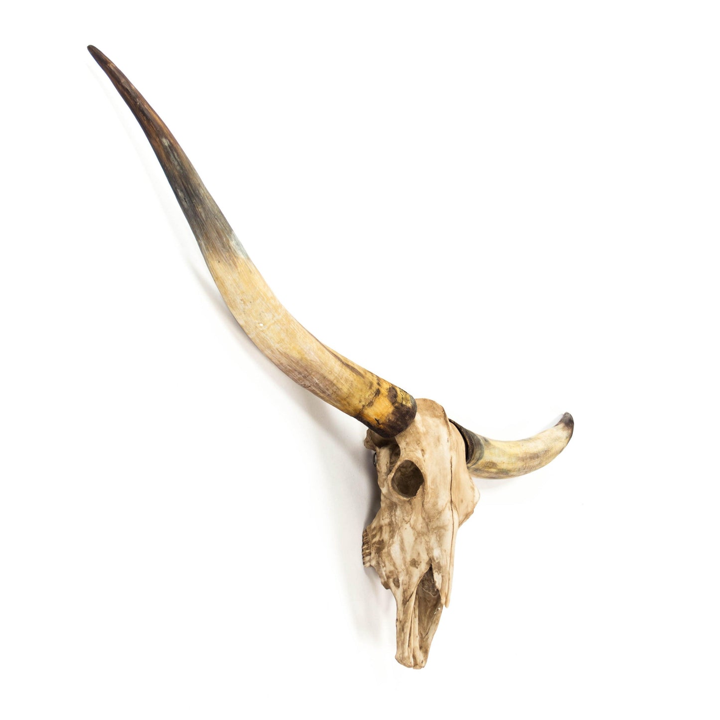 Texas Long Horn Skull Wall Decor SHI035 FredCo