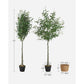 Artificial Olive Tree FredCo