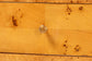 bali & pari Ghina Modern and Contemporary Natural Light Mappa Burl Wood 1-Drawer Nightstand FredCo