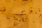 bali & pari Netra Modern and Contemporary Natural Real Burl Wood Storage Cabinet FredCo