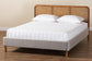 Baxton Studio Rosita Mid-Century Modern Transitional Light Grey Velvet Fabric and Walnut Brown Finished Wood Queen Size Platform Bed FredCo