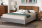 Baxton Studio Rosita Mid-Century Modern Transitional Light Grey Velvet Fabric and Walnut Brown Finished Wood Queen Size Platform Bed FredCo