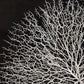 Abstract Branches in Acrylic Wall Art ZEN35778 FredCo