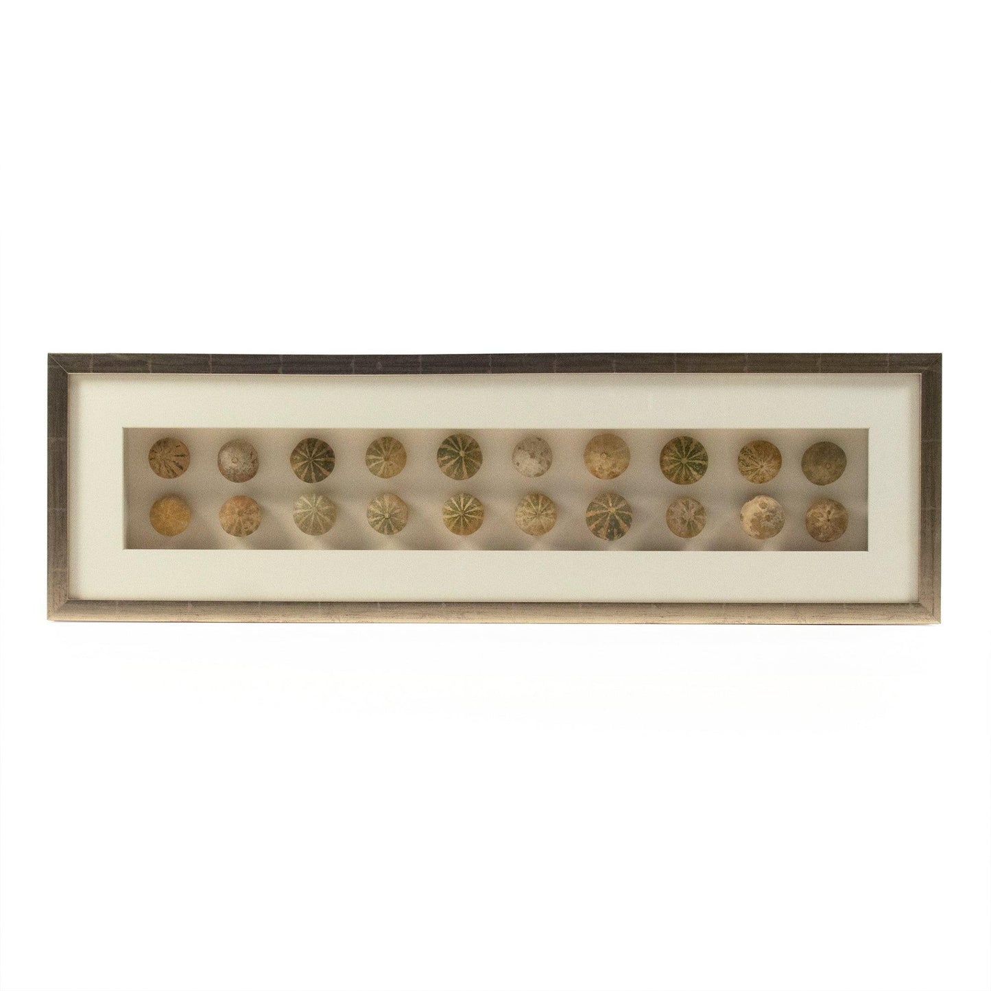 Abstract Shell Art ZEN18291A FredCo