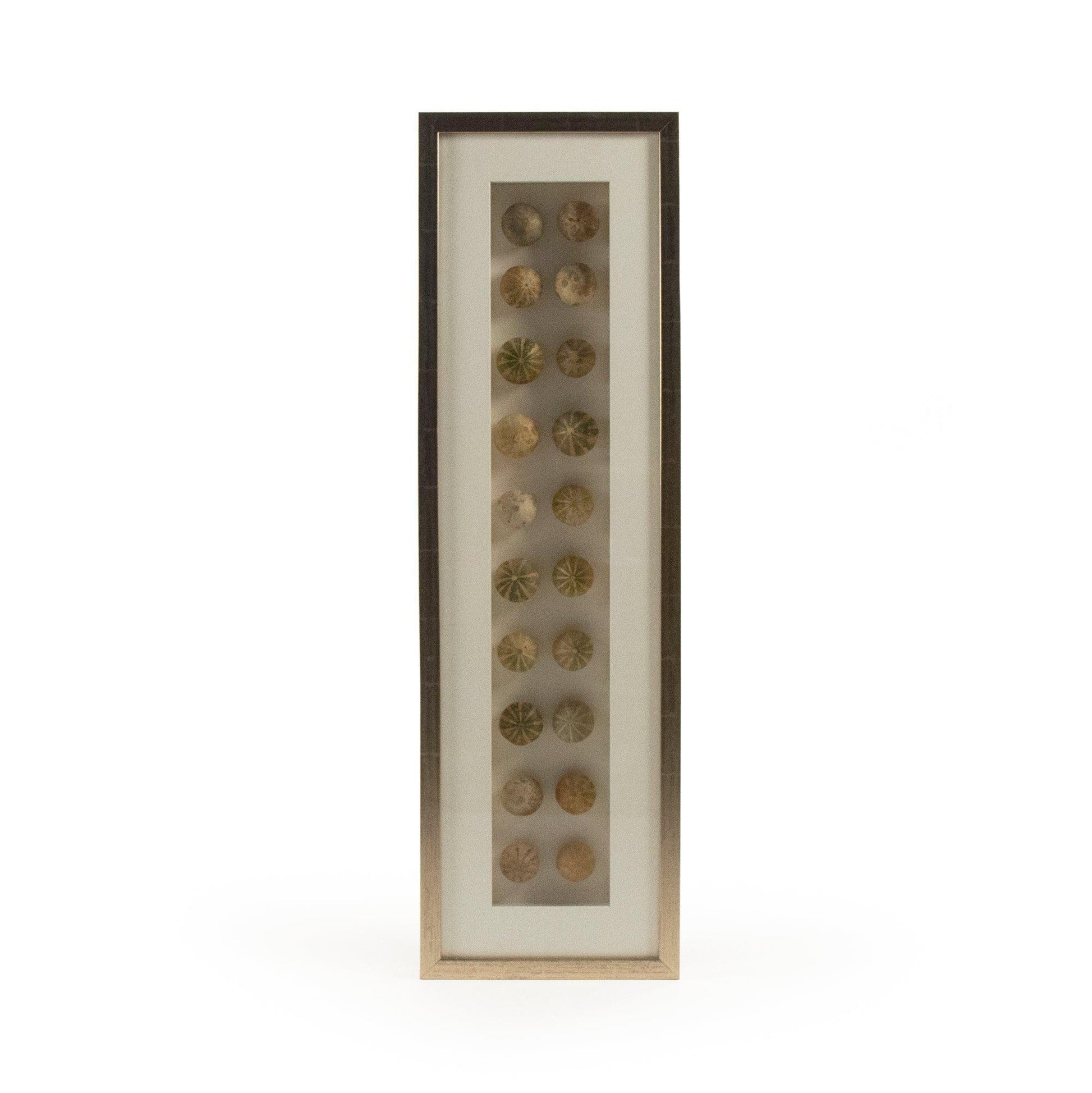 Abstract Shell Art ZEN18291A FredCo