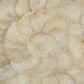 Abstract Shell Art ZEN36702B FredCo