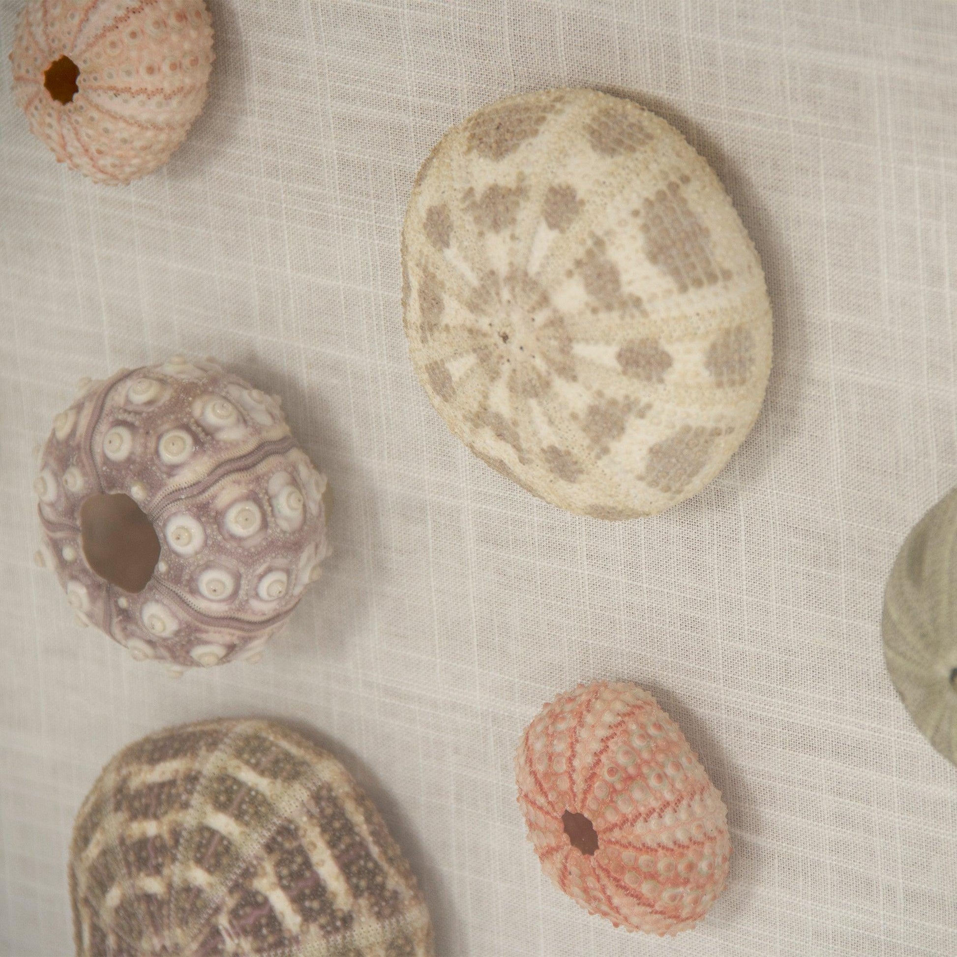 Abstract Shell Wall Art ZEN36233 FredCo