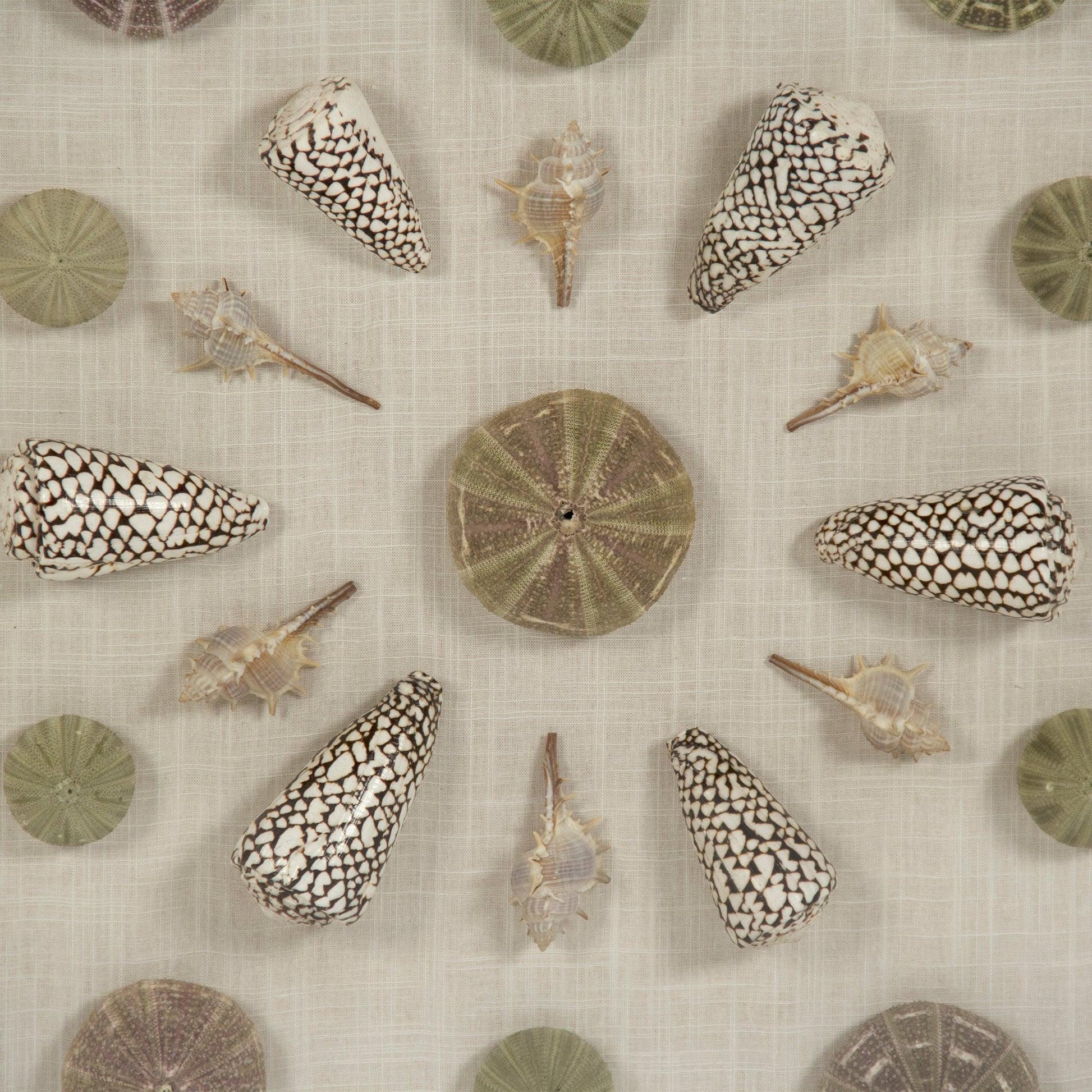 Abstract Shell Wall Art ZEN36706 FredCo