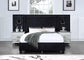 ACME Damazy Queen Bed, Black Velvet FredCo