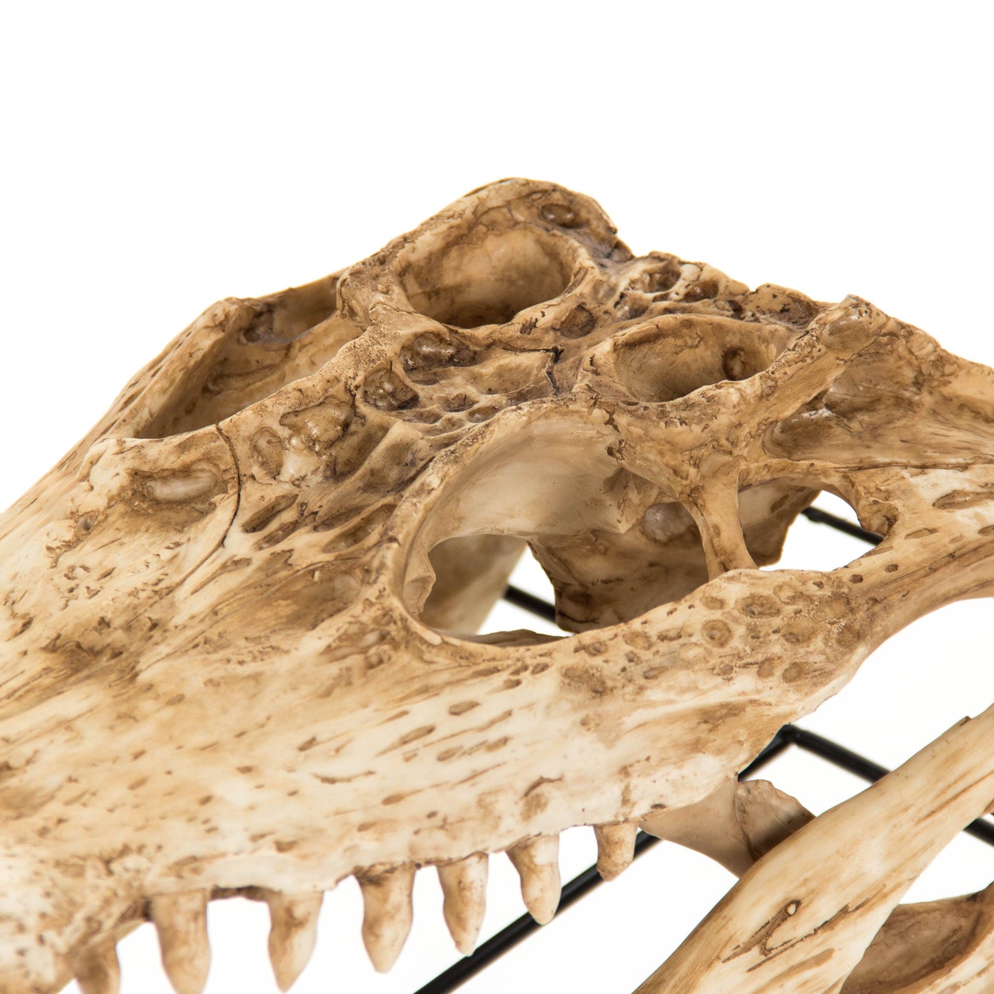 Alligator Skull w/ Base SHI022 FredCo