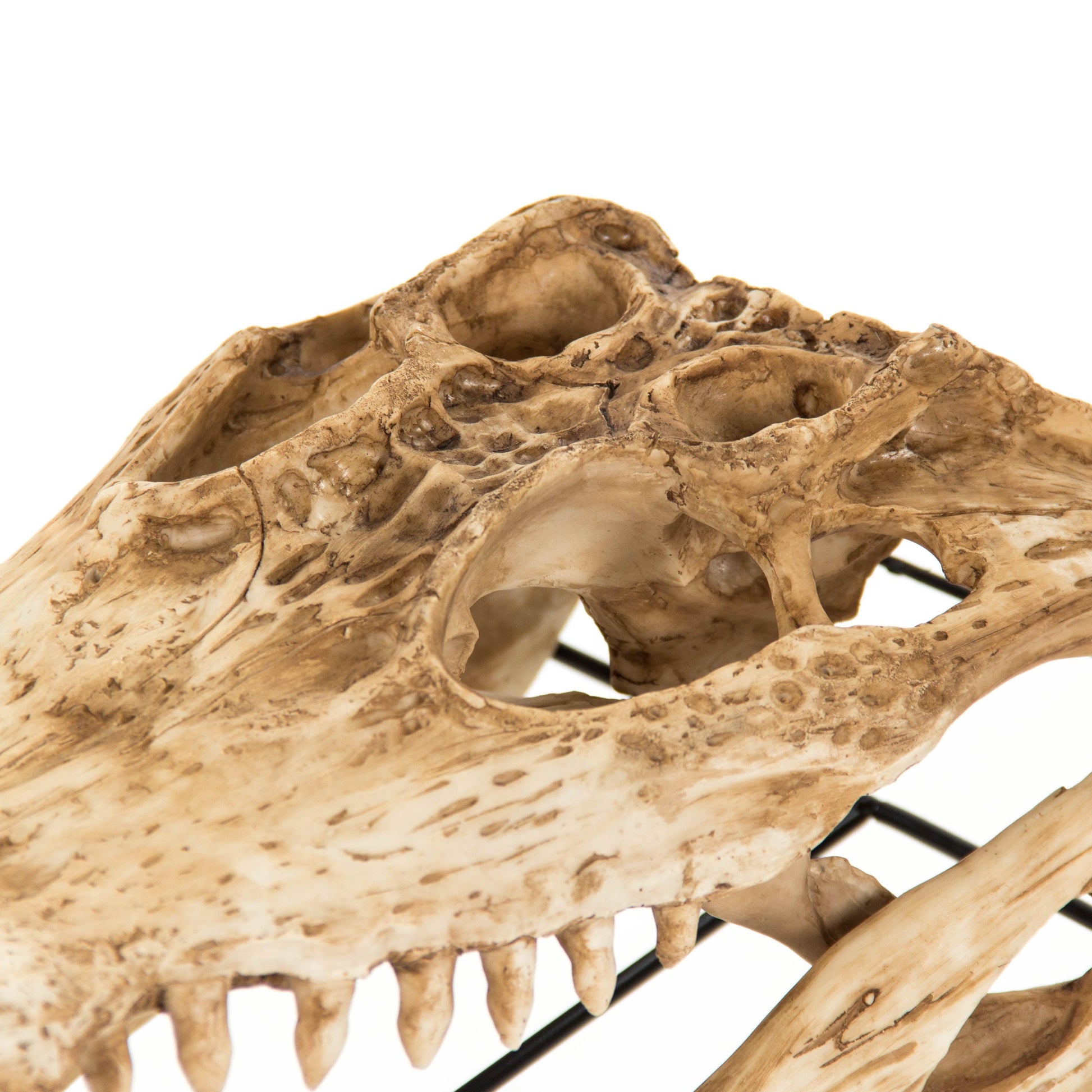 Alligator Skull w/ Base SHI022 FredCo
