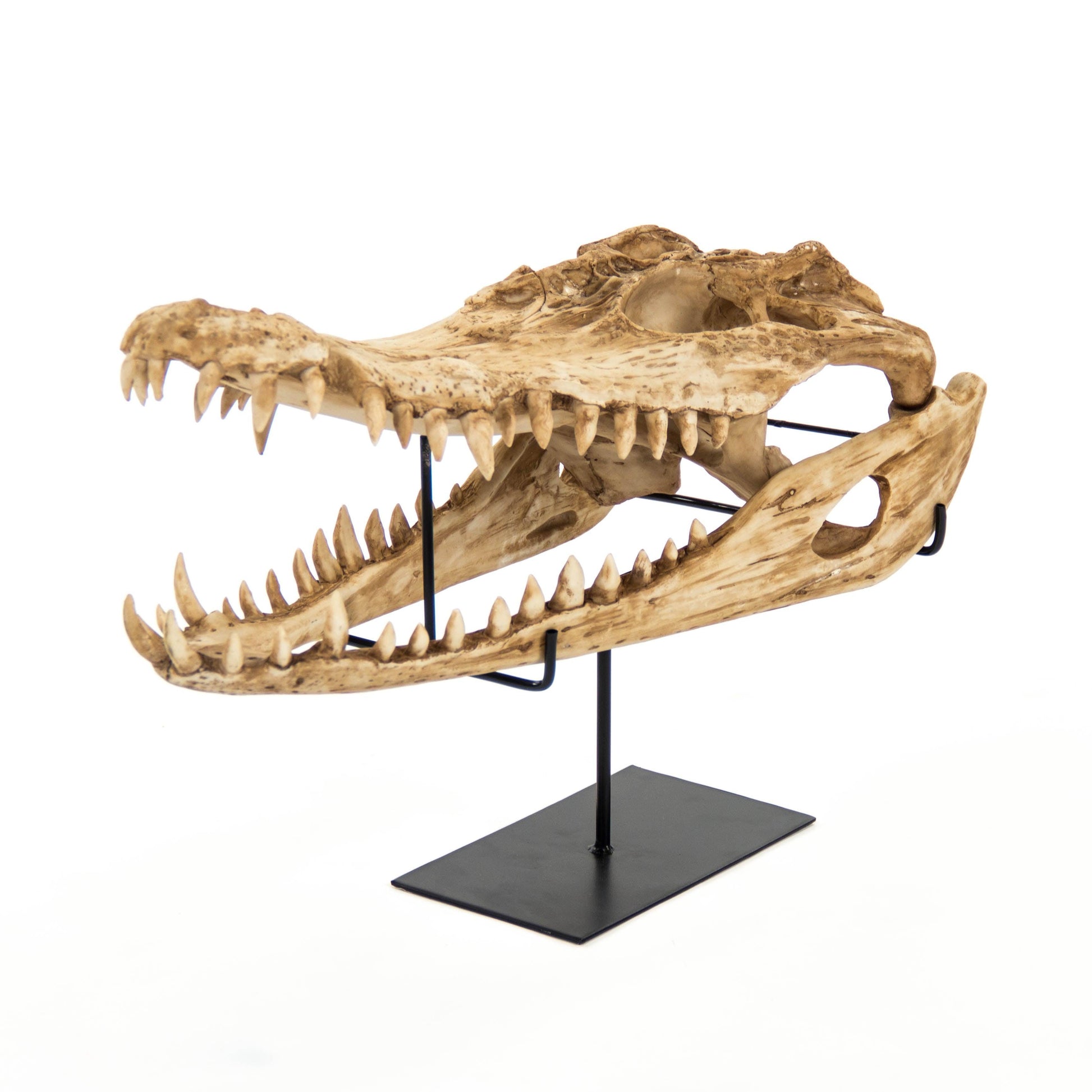 Alligator Skull w/ Base SHI022 FredCo