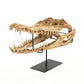 Alligator Skull w/ Base SHI022 FredCo