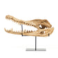 Alligator Skull w/ Base SHI022 FredCo