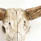 Bull Skull Wall Decor SHI003 FredCo