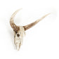Bull Skull Wall Decor SHI003 FredCo