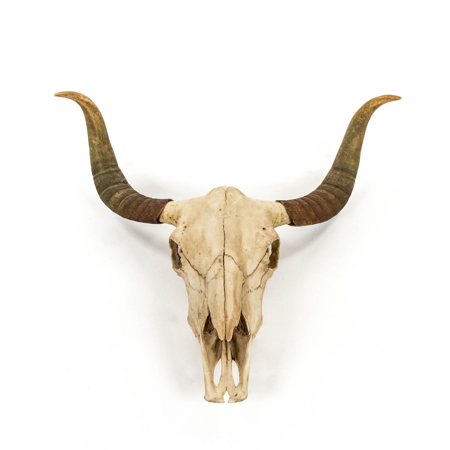 Bull Skull Wall Decor SHI032 FredCo