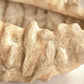 Coral Shell Bowl SHI057 FredCo