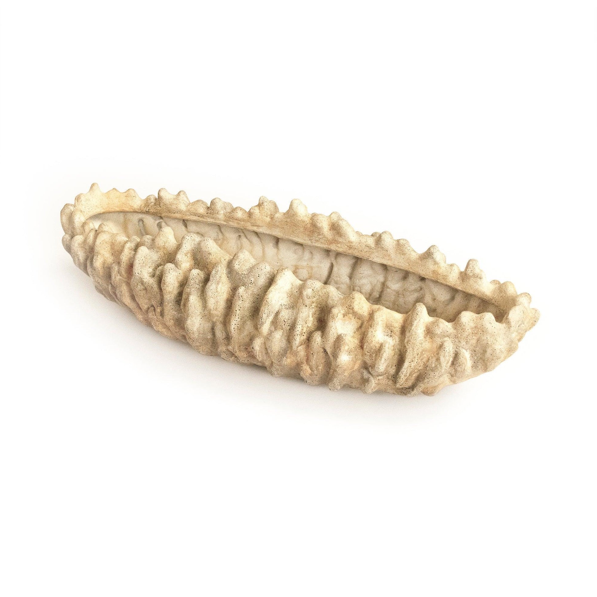 Coral Shell Bowl SHI057 FredCo