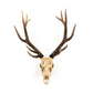 Deer Skull Wall Decor SHI017 FredCo