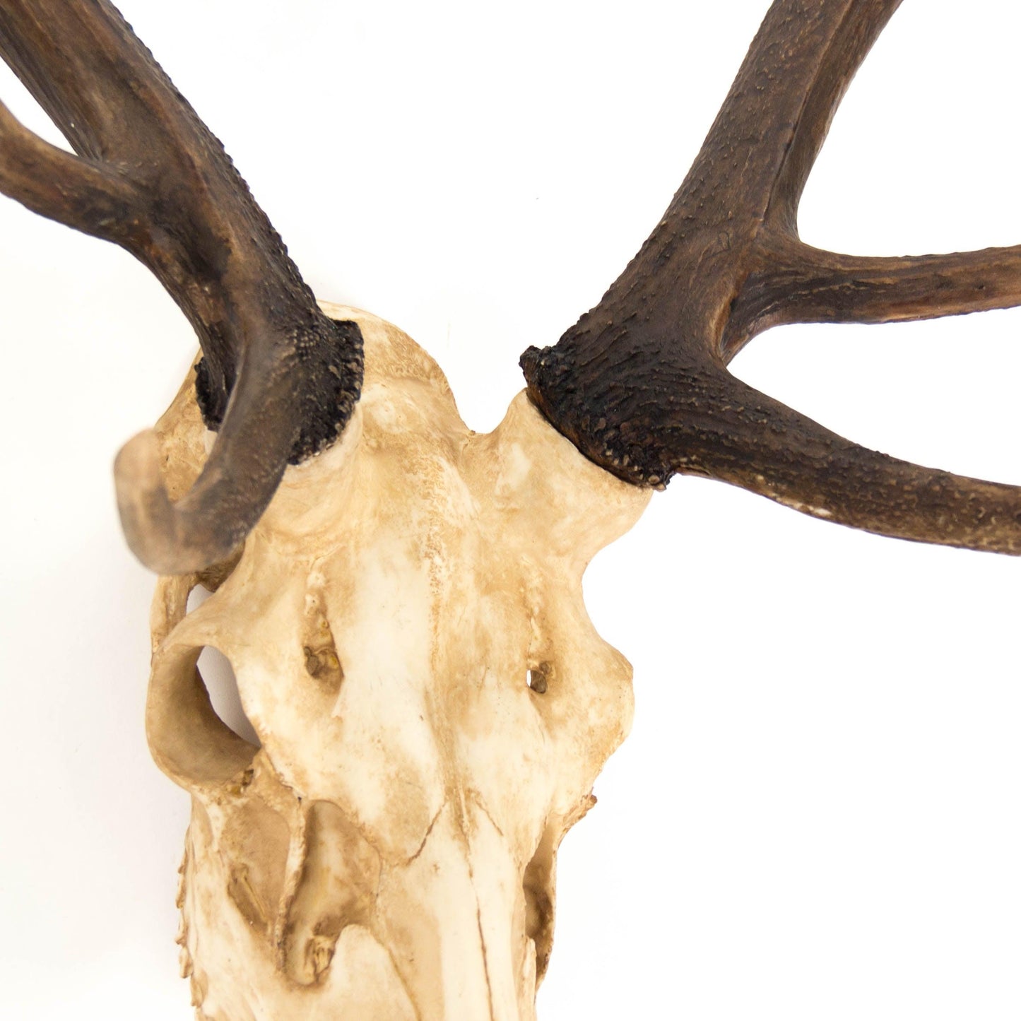 Deer Skull Wall Decor SHI017 FredCo