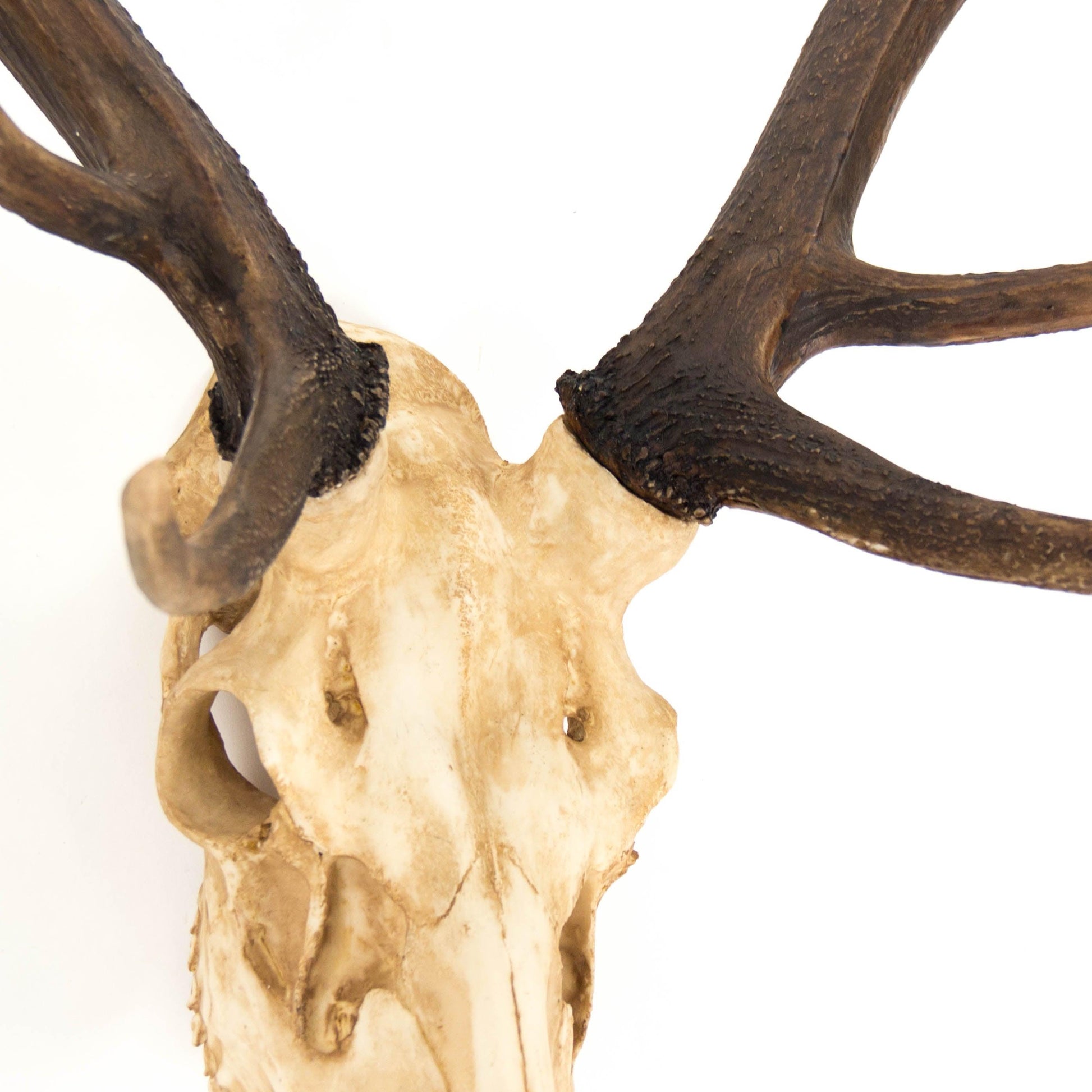 Deer Skull Wall Decor SHI017 FredCo