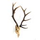 Deer Skull Wall Decor SHI017 FredCo