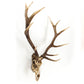 Deer Skull Wall Decor SHI018 FredCo