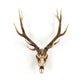 Deer Skull Wall Decor SHI018 FredCo