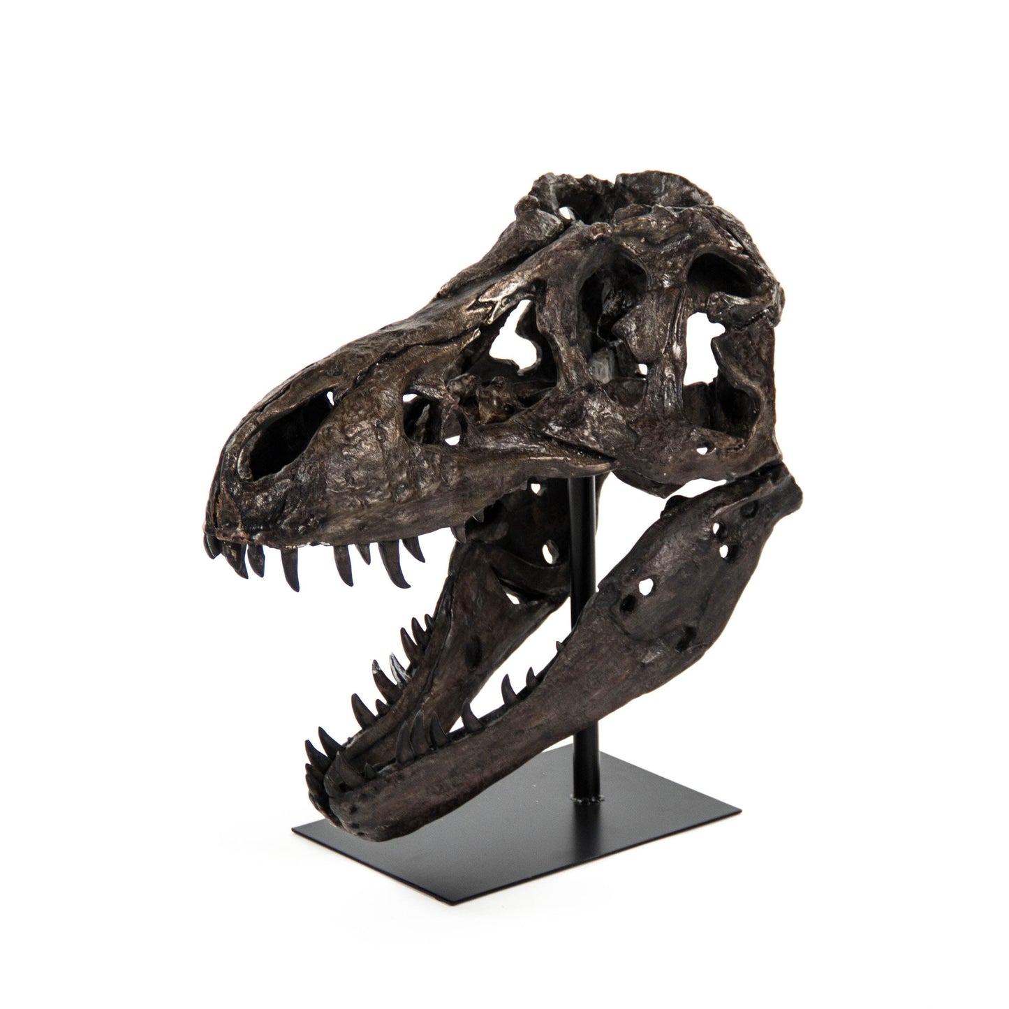 Dinosaur Skull w/ Base SHI014 FredCo
