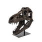 Dinosaur Skull w/ Base SHI014 FredCo