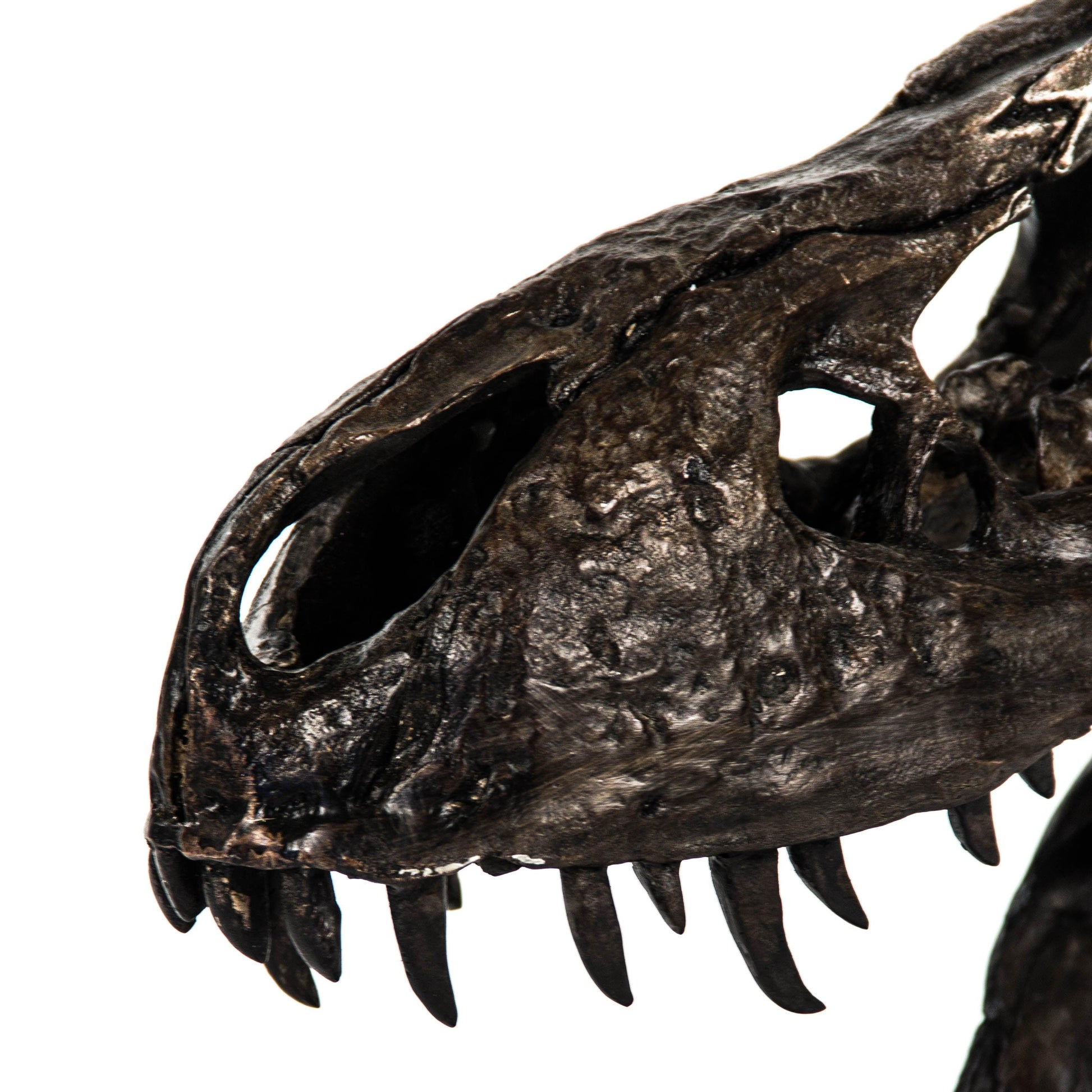 Dinosaur Skull w/ Base SHI014 FredCo