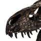 Dinosaur Skull w/ Base SHI014 FredCo