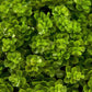 Faux Potted Plant ZENC-1 FredCo