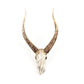Goat Skull Wall Decor SHI001 FredCo