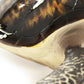 Sea Turtle Sculpture (L) SHI043 FredCo