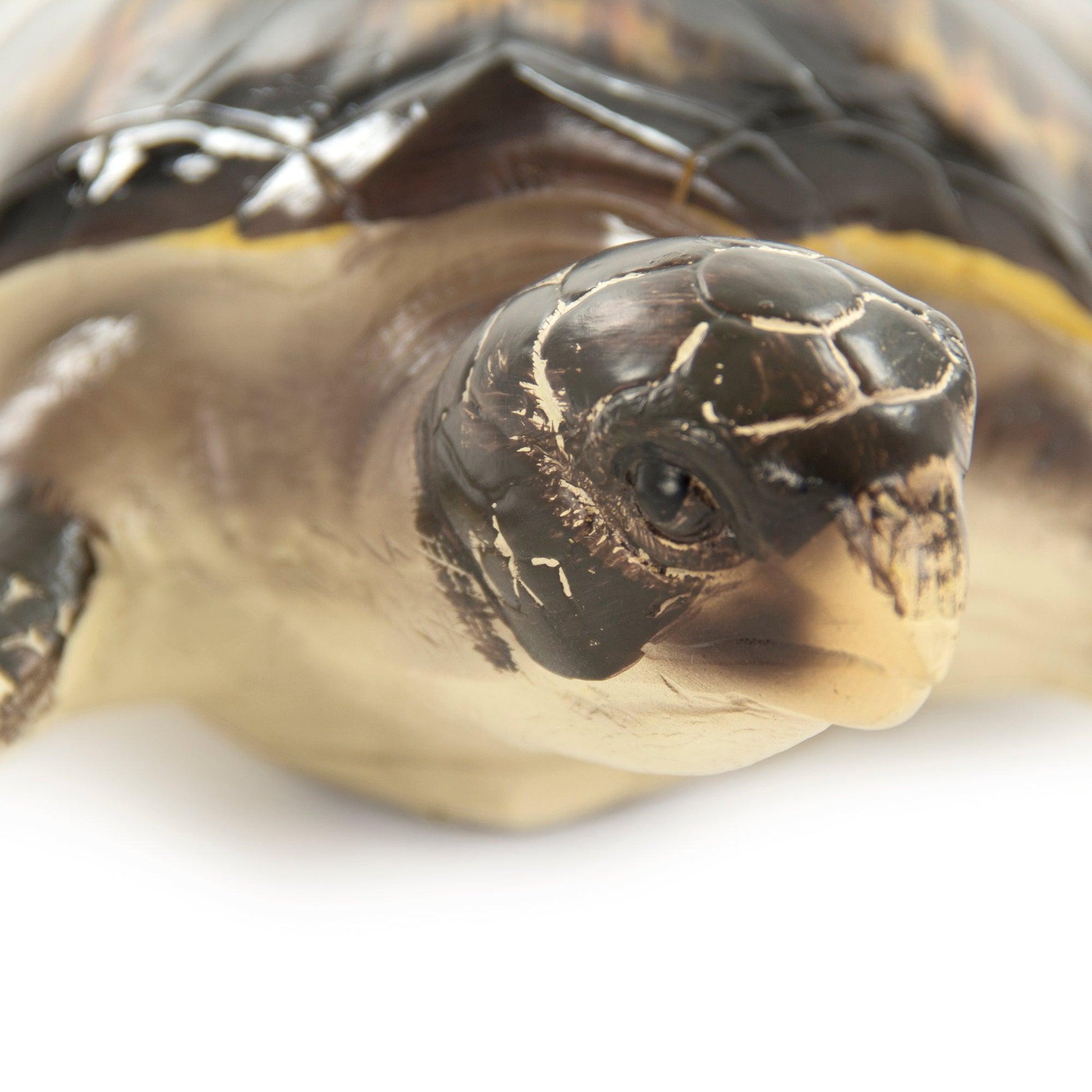 Sea Turtle Sculpture (L) SHI043 FredCo
