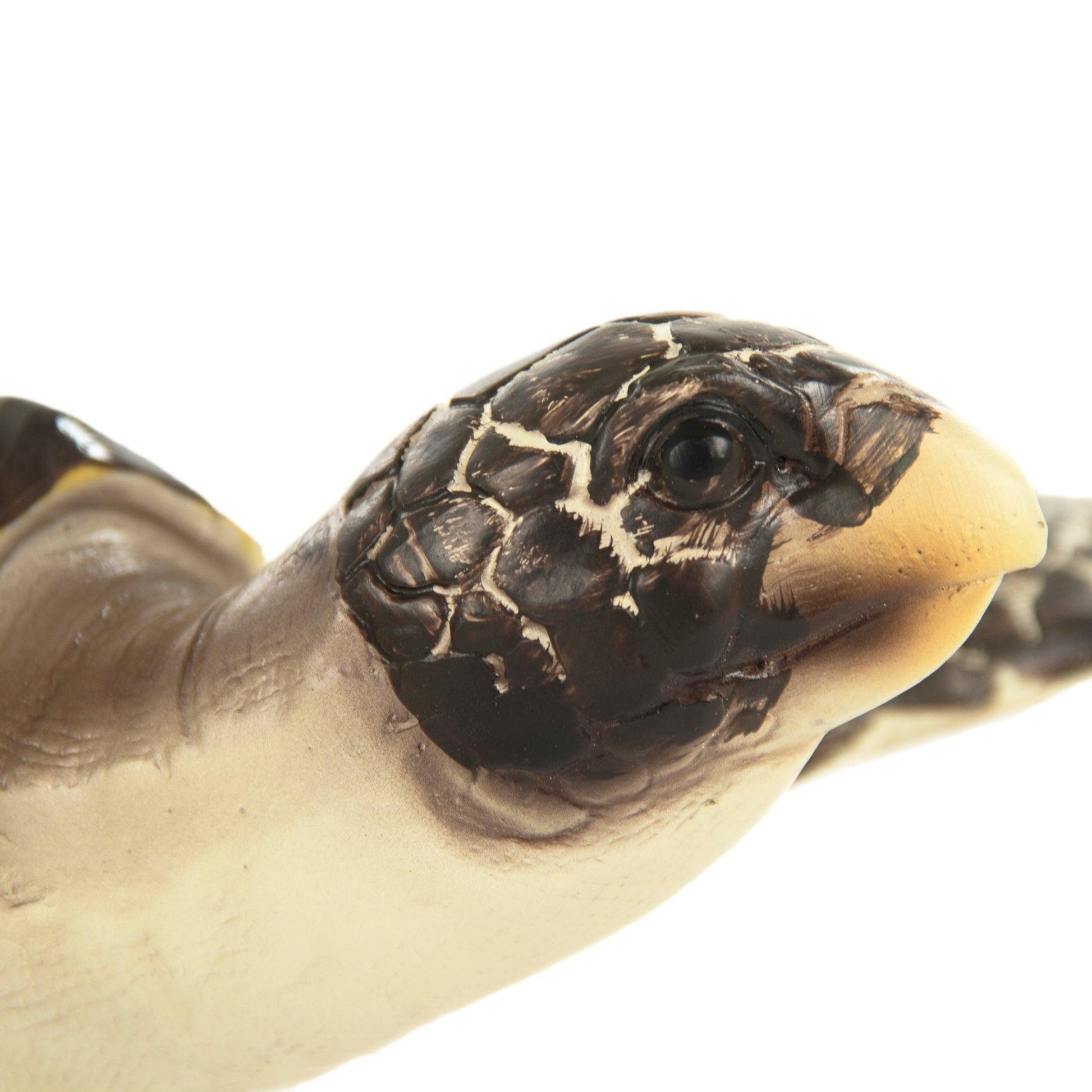 Sea Turtle Sculpture (M) SHI041 FredCo