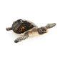 Sea Turtle Sculpture (M) SHI041 FredCo