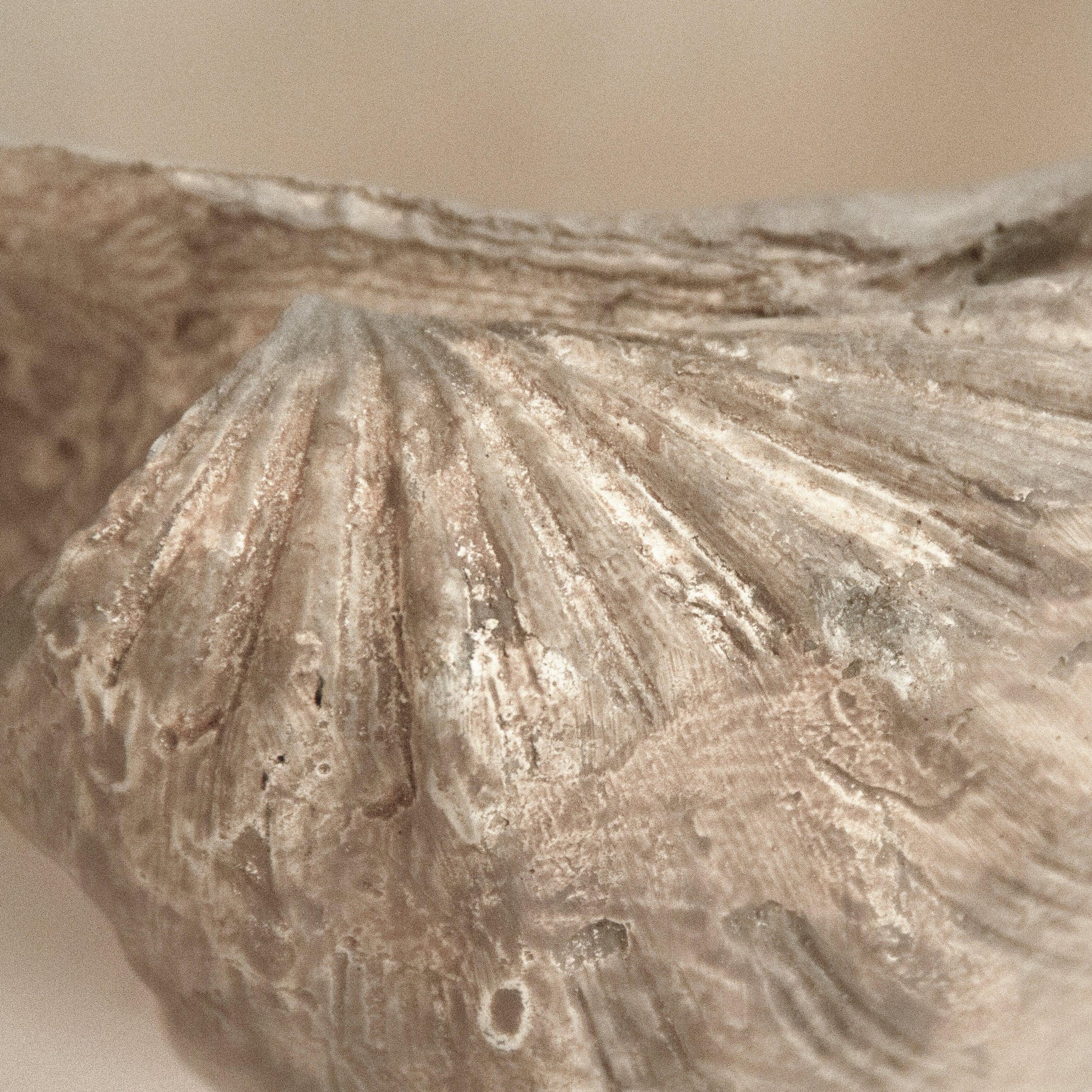 Tridacna Half Shell Bowl SHI056 FredCo