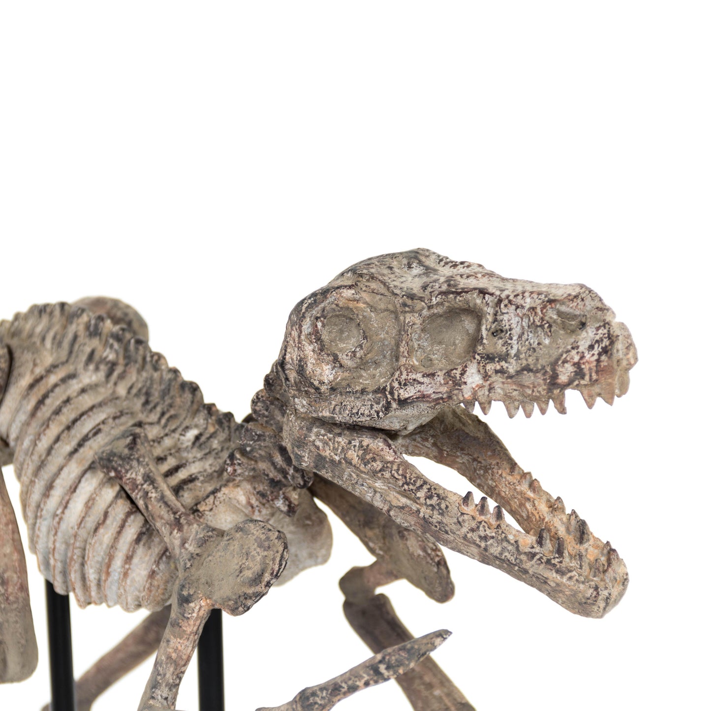 Velociraptor Skeleton w/ Base SHI002 FredCo