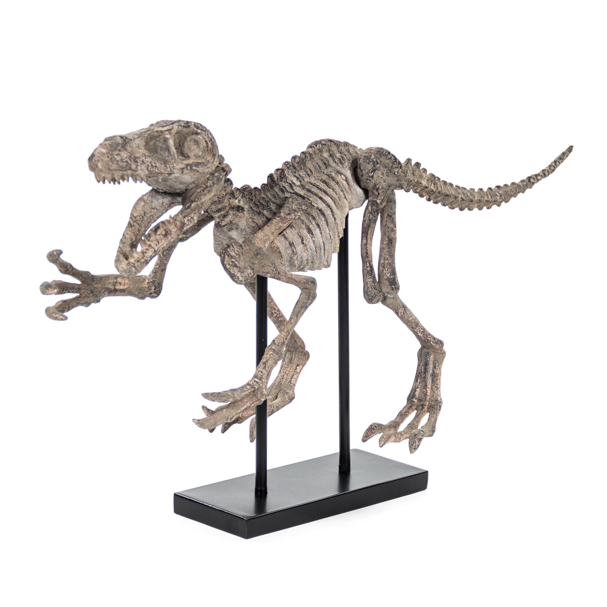 Velociraptor Skeleton w/ Base SHI002 FredCo