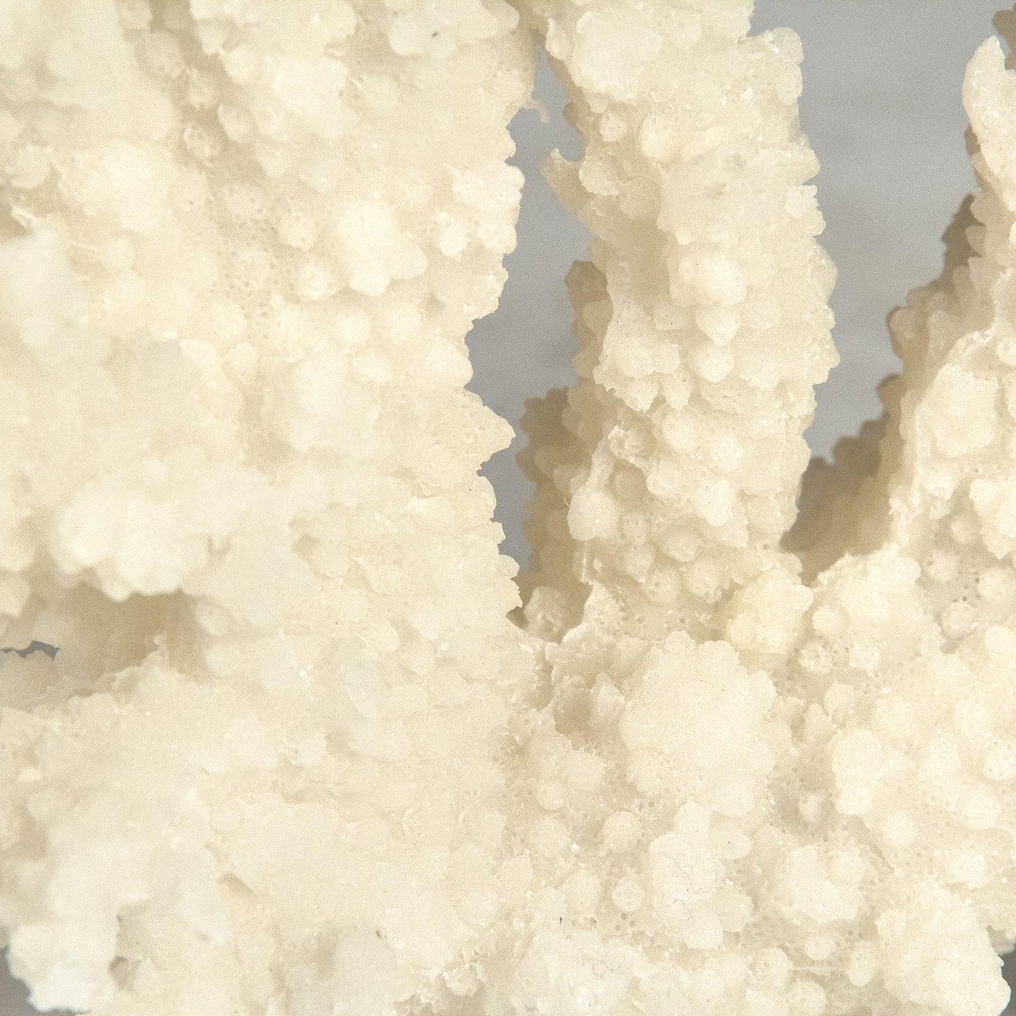 White Coral on Acrylic Base SHI053 FredCo