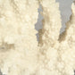White Coral on Acrylic Base SHI053 FredCo
