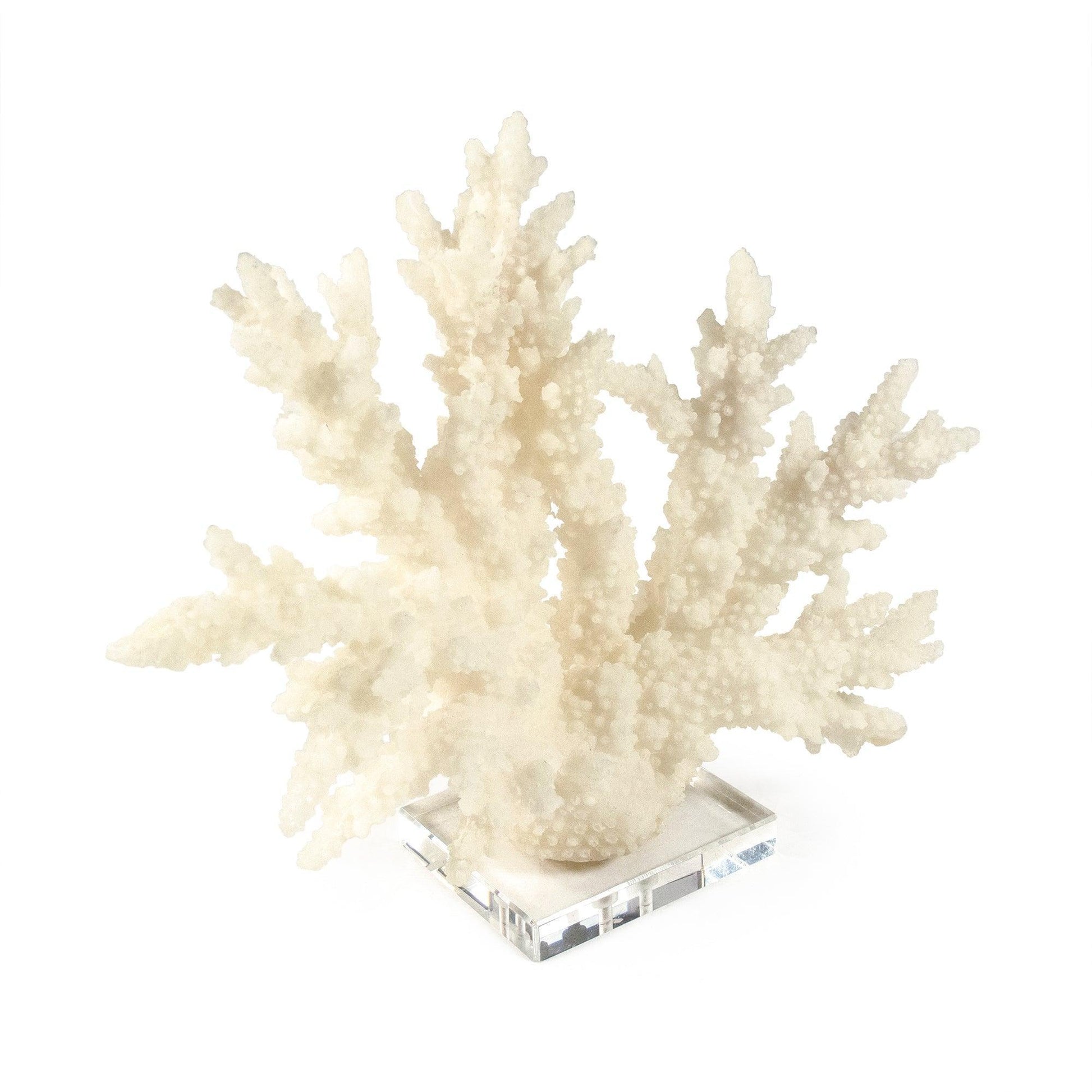 White Coral on Acrylic Base SHI053 FredCo