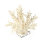 White Coral on Acrylic Base SHI053 FredCo