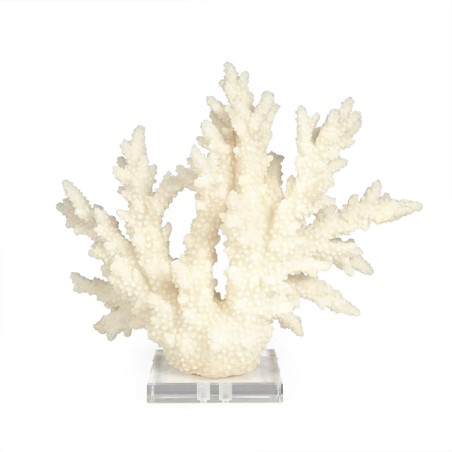 White Coral on Acrylic Base SHI053 FredCo