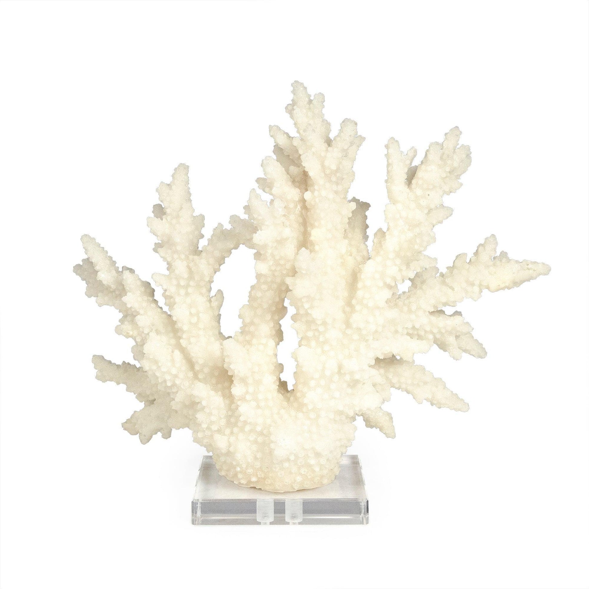 White Coral on Acrylic Base SHI053 FredCo
